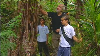 Documentaire La Réunion : la forêt des cyclones