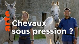 Documentaire La santé du cheval mise à l’épreuve