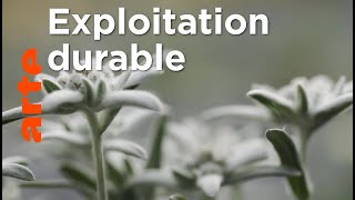 Le génie des plantes | Dans les Balkans