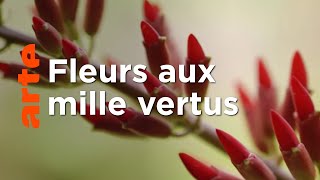 Le génie des plantes | En Provence