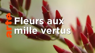 Documentaire Le génie des plantes | En Provence