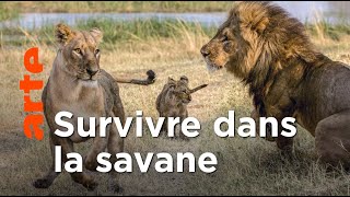 Les lions du Botswana
