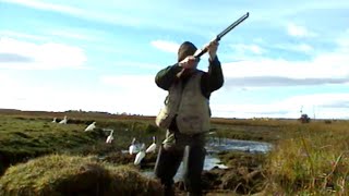 Les oies sauvages de Patagonie