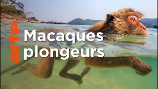 Les singes qui voulaient voir la mer