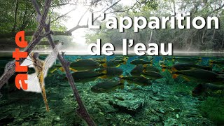 Pulsations | H2O : l'eau, la vie et nous (Episode 1)