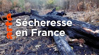 Quand les arbres ont soif, la forêt brûle