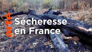 Documentaire Quand les arbres ont soif, la forêt brûle