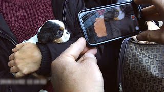 Documentaire Mon chien sur internet, enquête sur un sale trafic