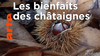 Utile en forêt comme dans l’assiette