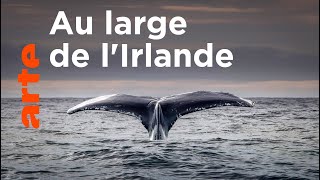 Baleines et requins en eaux profondes