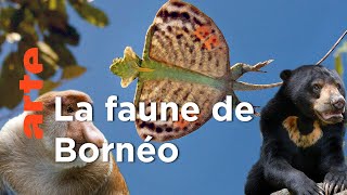 Bornéo | Voyage en îles tropicales