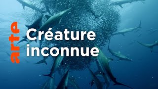 Documentaire Cinquante nuances de requins