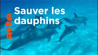 Comment protéger les dauphins en Méditerranée ?