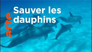 Documentaire Comment protéger les dauphins en Méditerranée ?