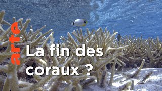 Documentaire Coraux, l’ultime métamorphose