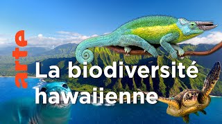 Documentaire Direction Hawaï | Voyage en îles tropicales