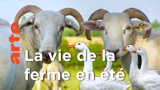 Documentaire Eté – La grande évasion | La vie cachée des animaux de la ferme