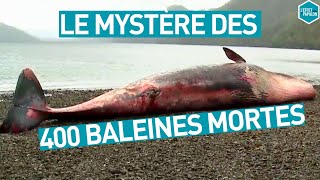 Documentaire La mort mystérieuse de 400 baleines