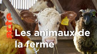 La vie cachée des animaux de la ferme