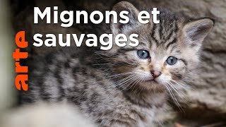 Le cycle de la vie | Les derniers mondes sauvages (1/2)