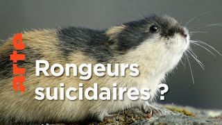 Documentaire Le légendaire lemming – Merveilles nordiques