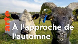 Documentaire Le vent tourne en automne  | La vie cachée des animaux de la ferme