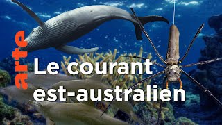 Documentaire Les Tropiques | Australie, l’odyssée océanique