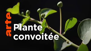 Les câpres de Sicile, la saveur de la Méditerranée