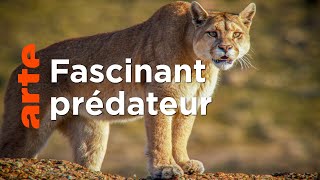 Les pumas de Patagonie