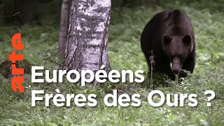 Documentaire L’ours brun, respecté ou mal aimé en Europe ?