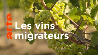 Quand le riesling met le cap au nord