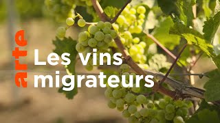 Documentaire Quand le riesling met le cap au nord