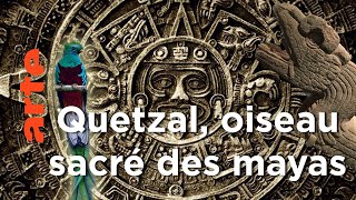 Documentaire Sauver le Quetzal, l’oiseau sacré des Mayas – Guatemala