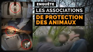 Documentaire Animaux en péril : ces vétos qui se mobilisent