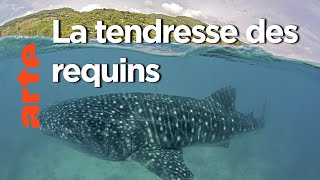 Documentaire Au-delà des apparences | Dans le sillage des requins