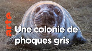Canada, les phoques gris de l’île de Sable