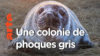 Documentaire Canada, les phoques gris de l’île de Sable