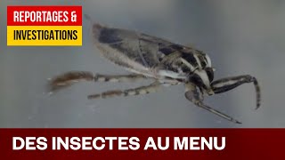 Des insectes au menu – Une solution au problème de la faim dans le monde?