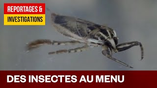 Documentaire Des insectes au menu – Une solution au problème de la faim dans le monde?