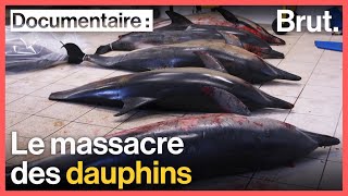 France : le massacre des dauphins