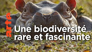 Hippopotames et tortues des îles Bijagos | Guinée-Bissau