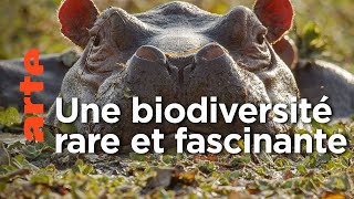 Documentaire Hippopotames et tortues des îles Bijagos | Guinée-Bissau