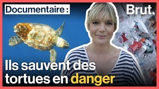 Ils sauvent des tortues en danger