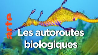 La disparition de forêt marine | Australie, l'odyssée océanique