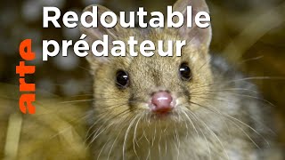 La ferme des chats marsupiaux