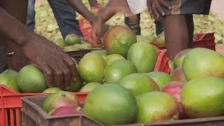 La mangue de Côte d'Ivoire