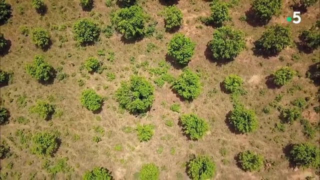 Documentaire La mangue, itinéraire d’un fruit gâté