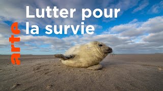 Documentaire La mer des Wadden | Vivre au rythme des marées