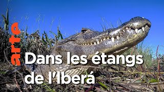 La renaissance d'Iberá en Argentine | Les nouveaux mondes sauvages