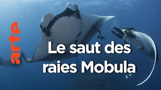 Documentaire La vie secrète | Dans le sillage des requins